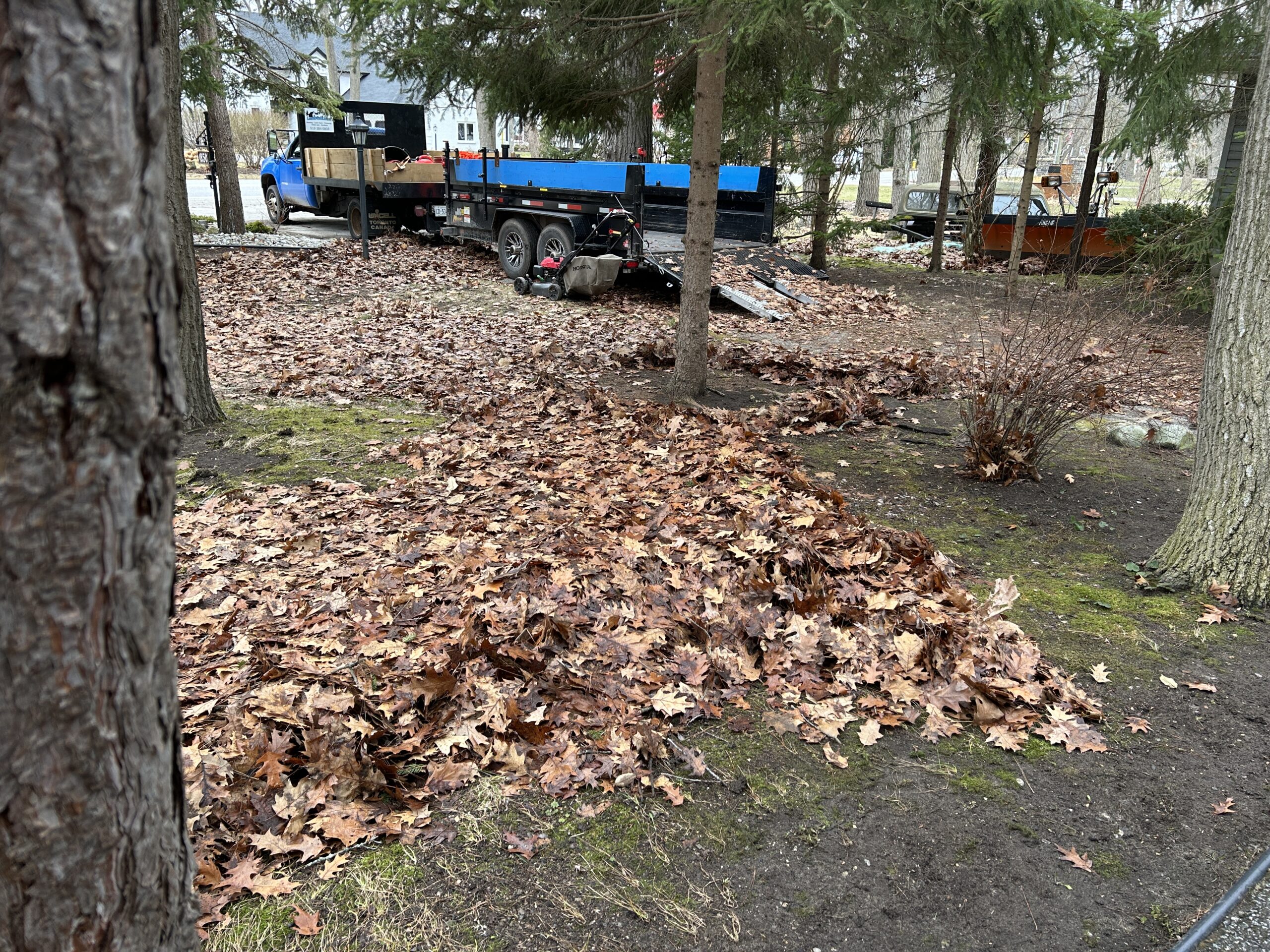 Landscaping service in action, featuring a blue truck parked amidst a yard covered with fallen leaves, demonstrating leaf removal and yard maintenance.