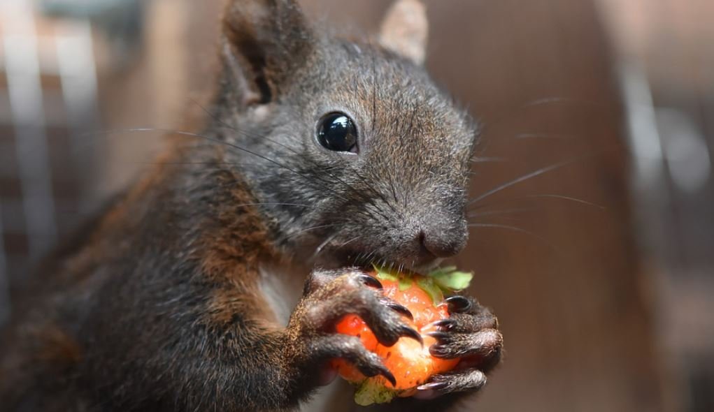 how to keep squirrels out of garden, Deter Squirrels from my garden