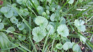 How to Remove creeping Charlie from a lawn. Weed control