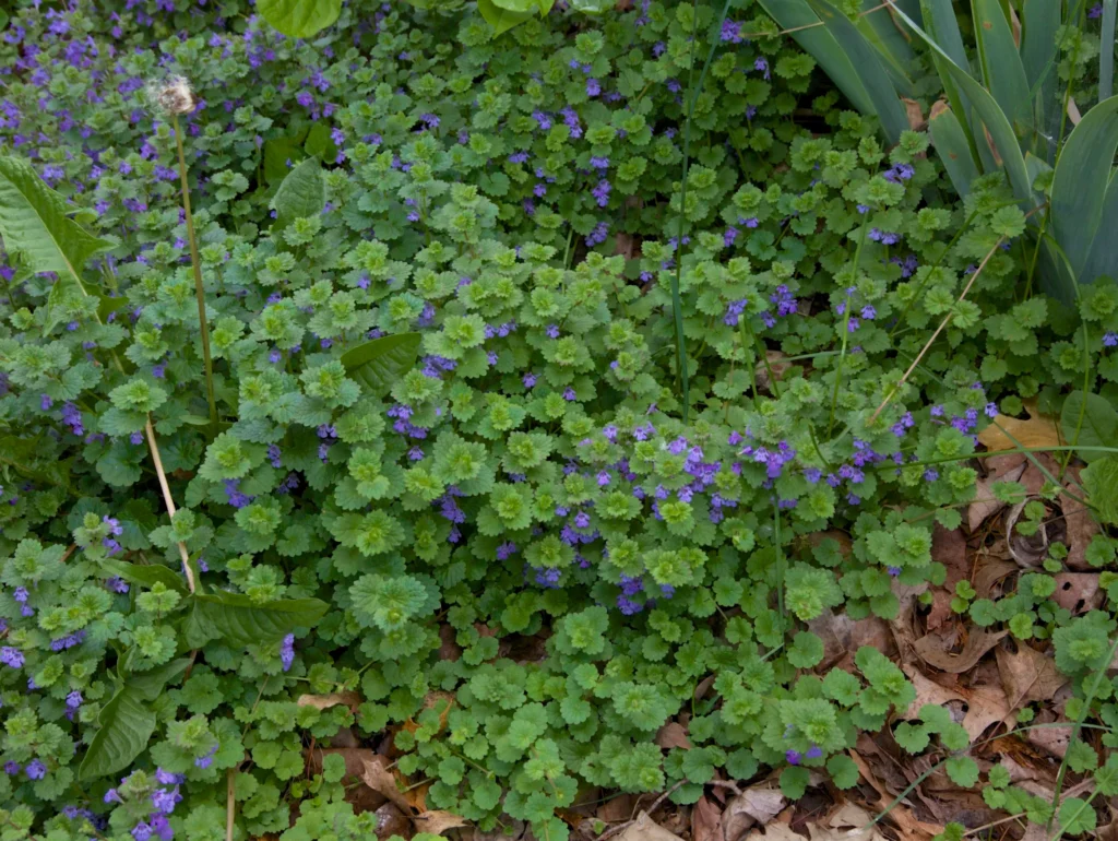 How to remove Creeping Charlie from a lawn, Creeping Charlie growing in the lawn