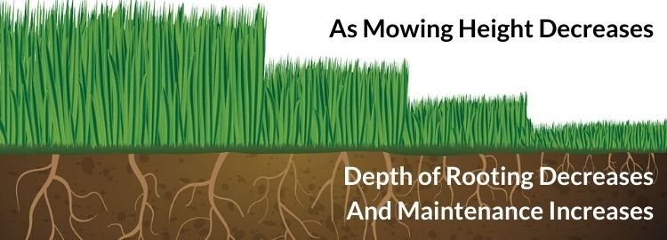 3-4 inches is the Best Mowing Height To Prevent Weeds