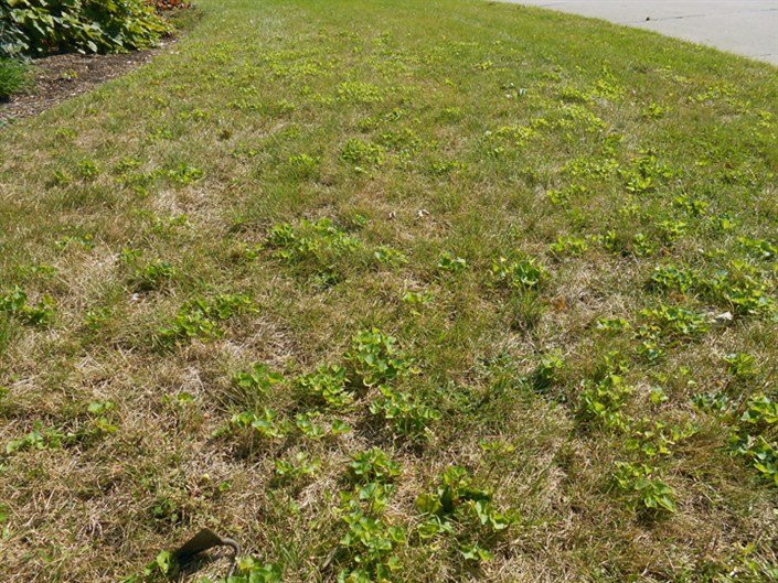 A lawn with weeds because of mowing too short. The Best Mowing Height To Prevent Weeds is 3-4 inches.