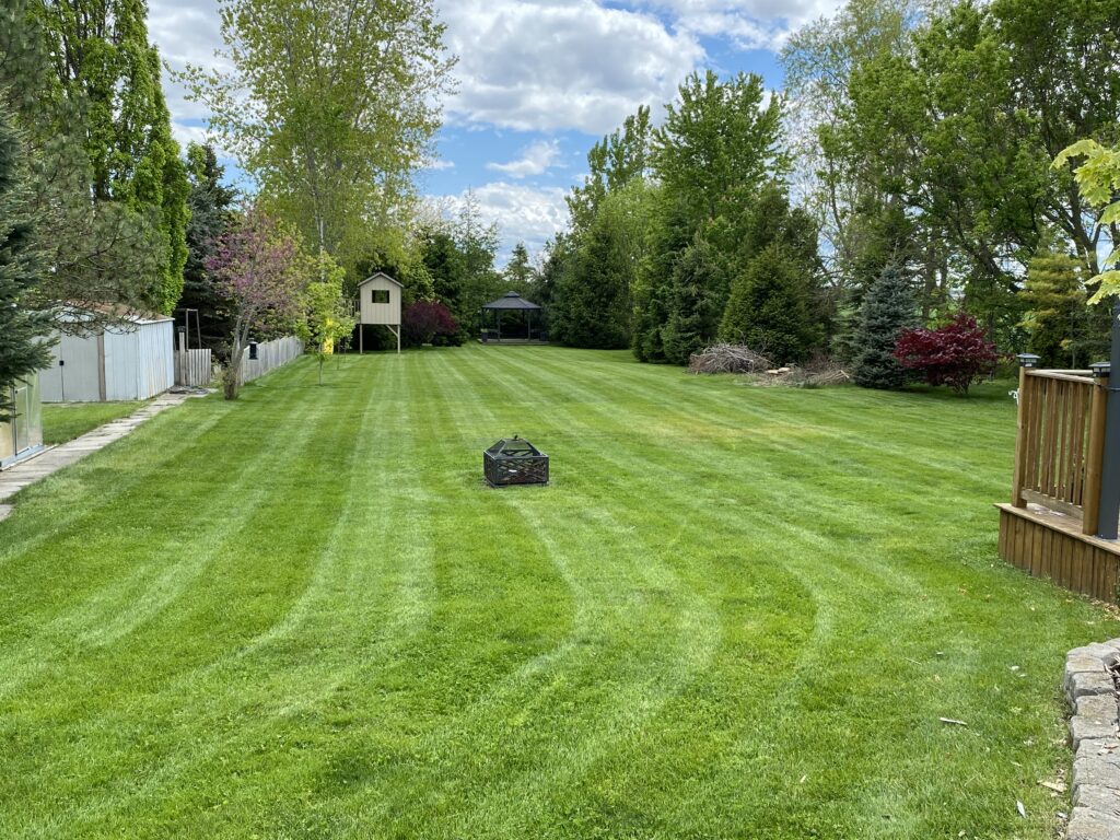 Lush green lawn with neatly striped grass, surrounded by trees and shrubs, showcasing professional landscaping services for a well-maintained outdoor space.