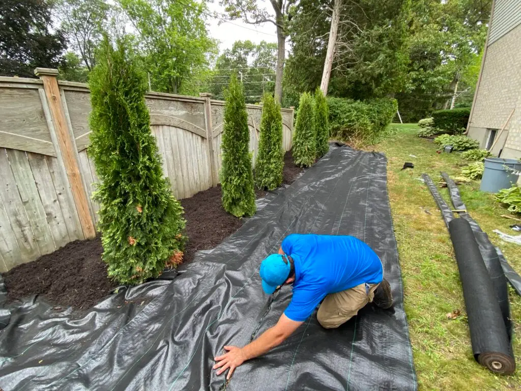 Landscaping professional installing landscape fabric along a garden bed with evergreen shrubs, ensuring weed prevention and soil protection in a residential yard.