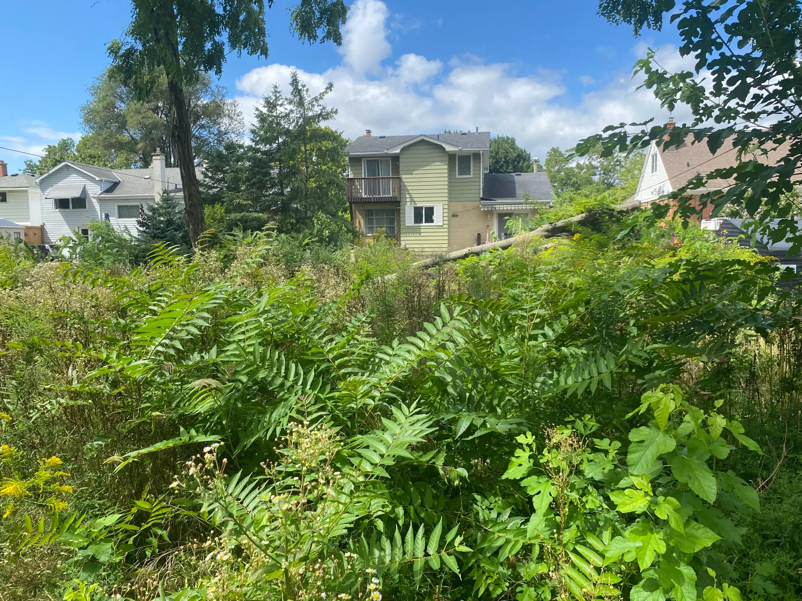 Lush greenery and overgrown vegetation in a residential area, showcasing the need for professional landscaping services to enhance outdoor aesthetics and maintain property value.