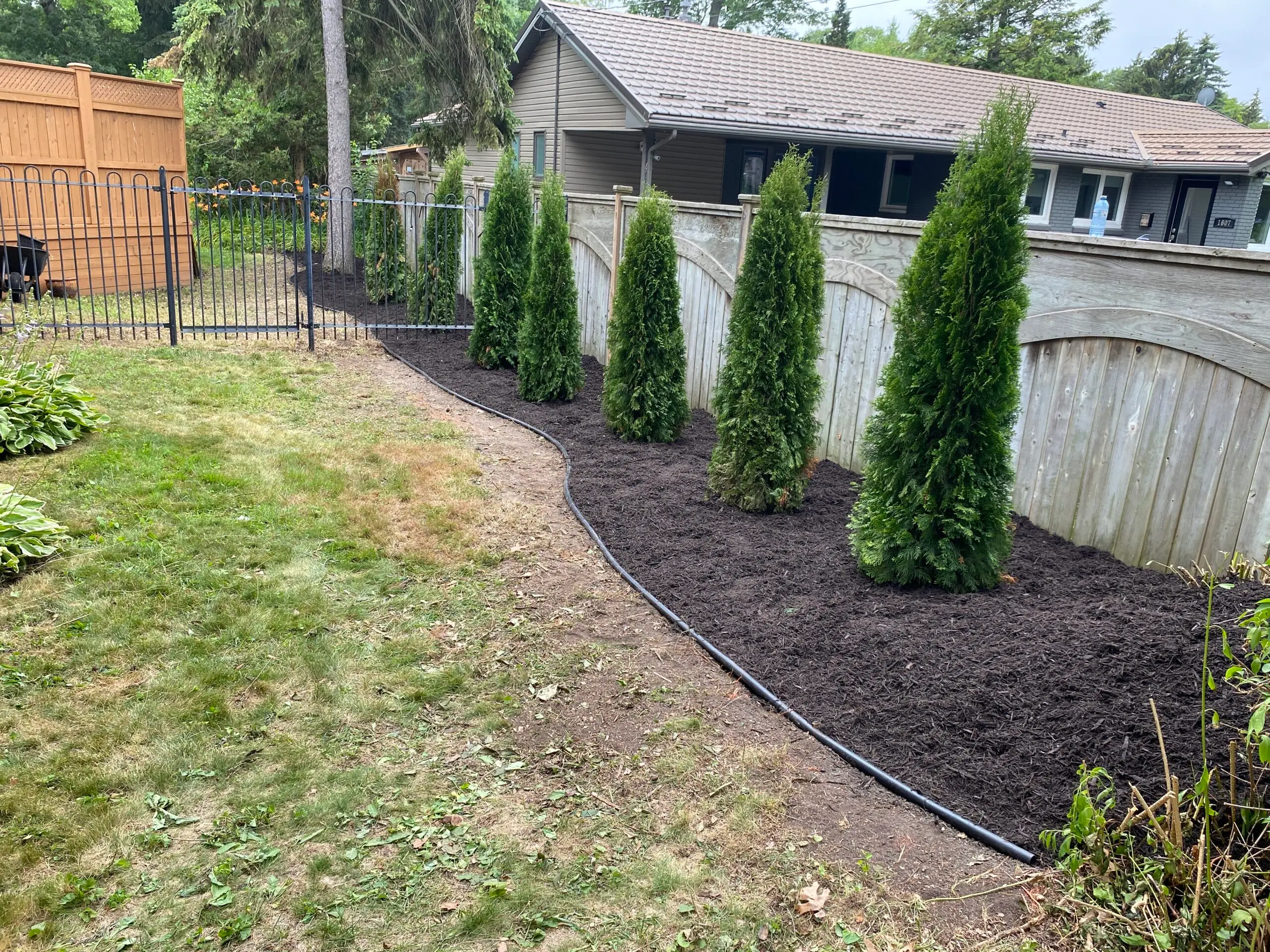 Landscaping project featuring neatly arranged evergreen trees along a mulched garden bed, bordered by a wooden fence and black metal gate, enhancing the outdoor space's aesthetic appeal.