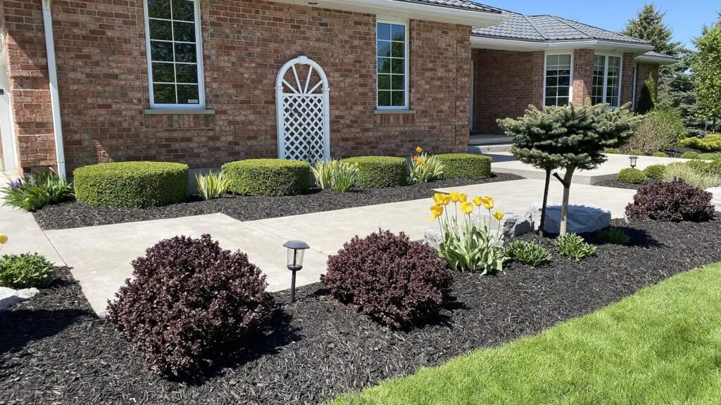 Beautifully landscaped front yard featuring neatly trimmed bushes, vibrant yellow flowers, and decorative stone pathways. The design enhances the brick home’s exterior with a blend of greenery and mulch, showcasing professional landscaping services.