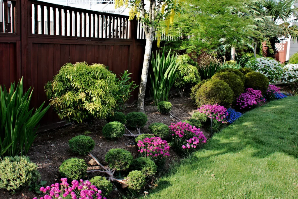 Lush landscaping featuring vibrant pink flowers and neatly trimmed shrubs along a wooden fence, showcasing professional garden design and maintenance services.
